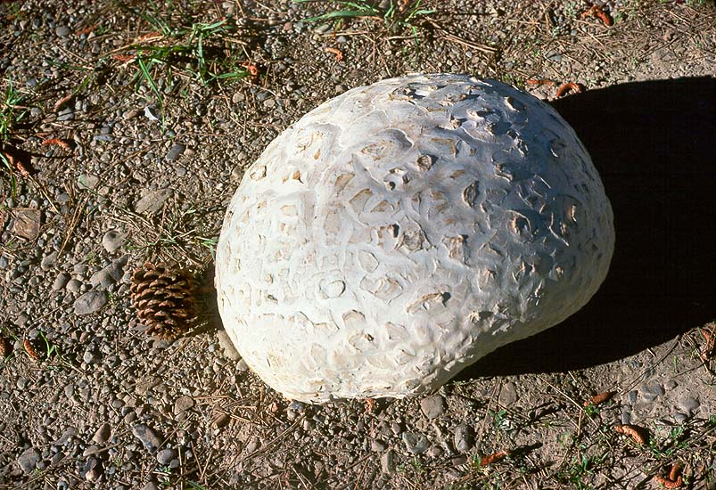 Calvatia booniana